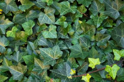 Protects surrounding plants