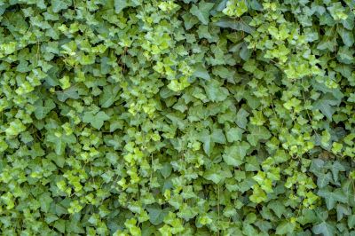 Stops invasive growth