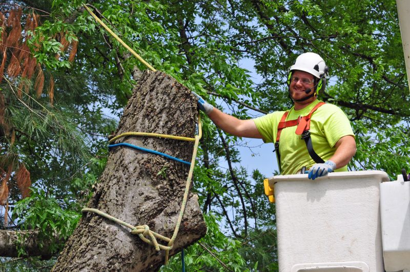 Ivy Removal